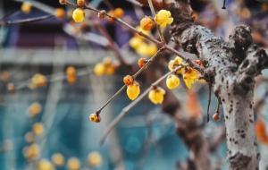 腊梅与梅花有什么区别