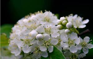 石楠花的花语和寓意