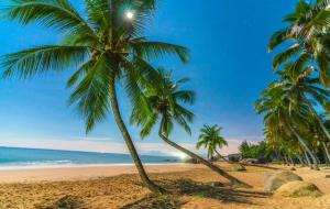 椰子树的寓意及象征