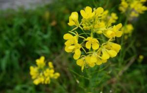 油菜花的花语:加油、鼓励、无私奉献