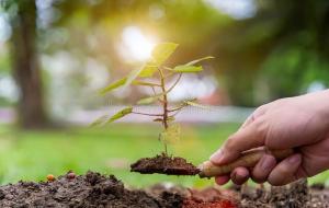 青龙树是什么树(青龙树风水)