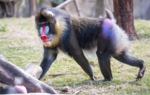 彩面山魈很可怕吗(彩面狒狒之迷)