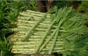 贡菜的功效和作用（贡菜是不是莴笋晒干的）