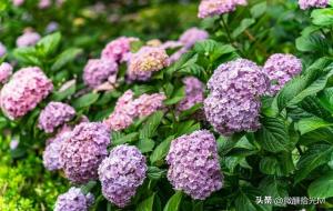 绣球花为什么不吉利(为什么叫死人花