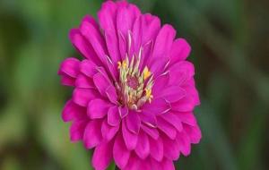 什么花代表友谊