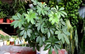 鸭脚木的寓意和象征风水