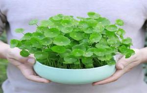 铜钱草的寓意和花语