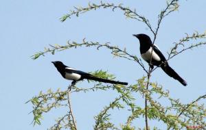 吉祥鸟指的是什么鸟(民间8种吉祥动