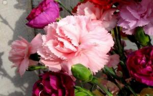 康乃馨适合送什么人