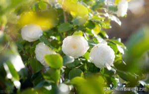 白山茶的花语寓意