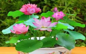 十大不吉利花( 风水上不能养的花)