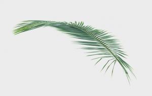 铁树放哪里比较旺财