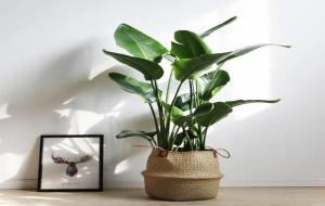 天堂鸟花语、寓意、象征