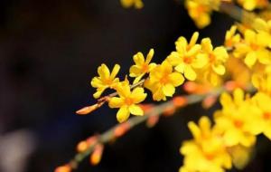 迎春花的寓意和象征