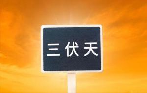 三伏天应该怎么吃(三伏天吃什么好)