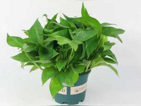 卫生间放什么招财