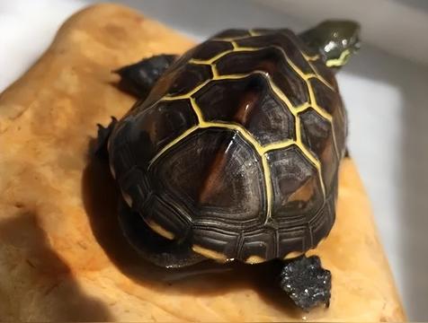 草龟怎么养(草龟干养还是水养好)