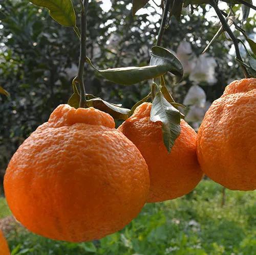 不知火是哪种水果（丑橘）