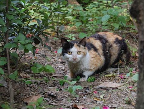 猫咪临死前为什么要躲起来