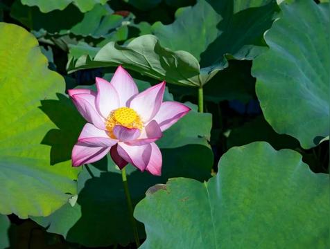 四叶菡萏是什么花