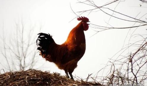 公鸡叫鸣是什么意思