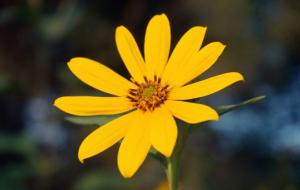 圆滑世故是什么意思啊