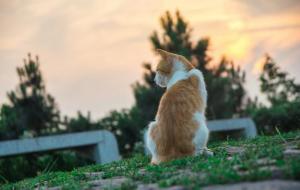 猫咪临死前的征兆