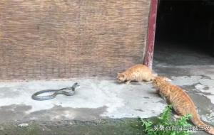 毒蛇会进家里吗