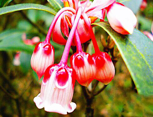 天香豆蔻是什么（三个都在啥地方）