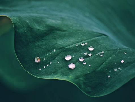 白露身不露是什么意思