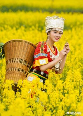 黄花大闺女中的黄花指的是什么花