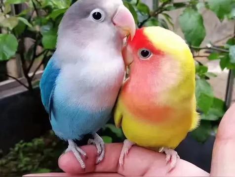 牡丹鹦鹉会说话吗（智商相当于人几岁）