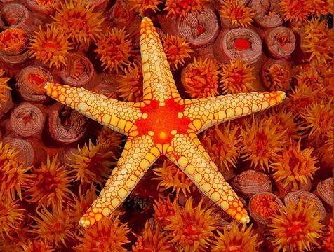 五条腿的动物有哪些