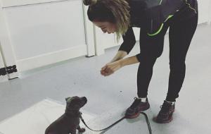 宠物训练方法(训练狗狗6个基本技巧)