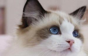 布偶猫价格多少钱一只