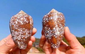 鸡心螺的毒性有多大（鸡心螺可以吃吗）