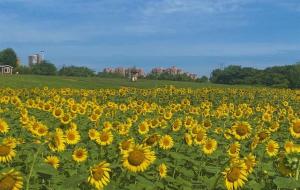 向日葵几点开花（早上4点到6点之间）