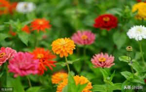 百日草播种时间