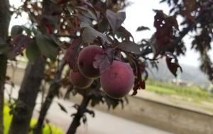 绿化树紫叶李的果子能吃吗