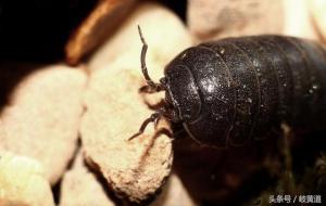 簸箕虫学名叫什么