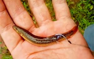 泥鳅钓鱼为什么被禁止