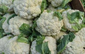 花椰菜是什么菜