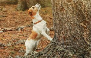 杰克罗素梗多少钱一只