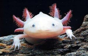 六角恐龙鱼怎么养