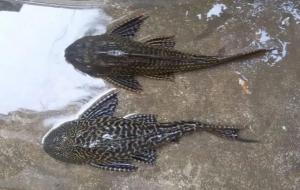 清道夫鱼为什么不能吃