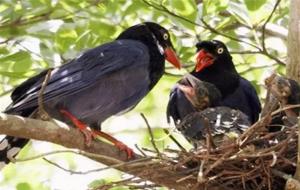 乌鸦反哺是什么意思