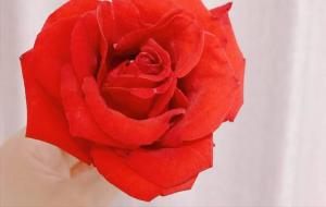 予人玫瑰。手有余香的意思