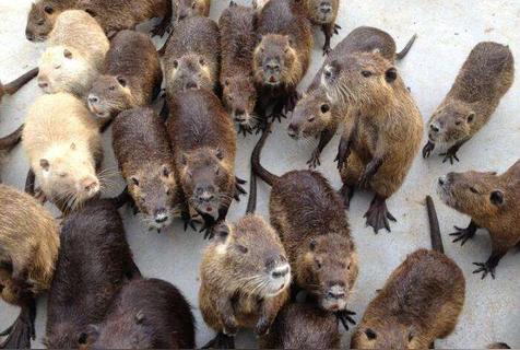 海狸鼠是什么（海狸鼠的生活习性）