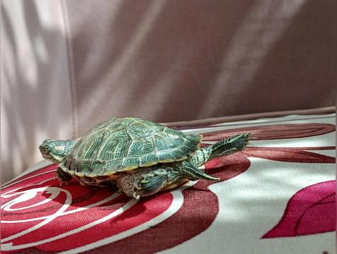 巴西龟的灵性有多可怕