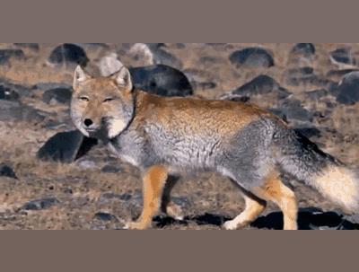 藏狐有攻击性吗(藏狐的天敌是什么)